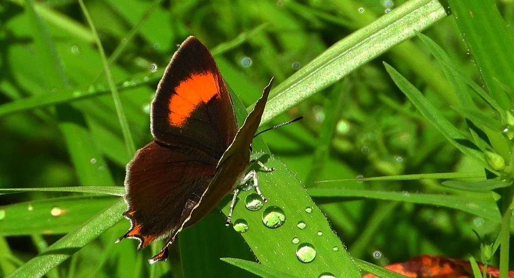 Pazik brzozowiec (Thecla betulae)