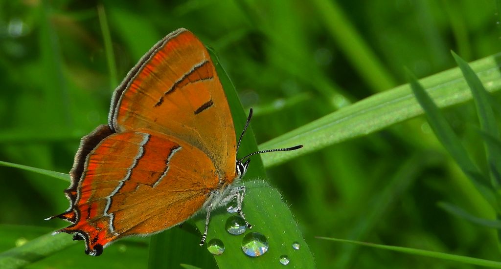 Pazik brzozowiec (Thecla betulae)