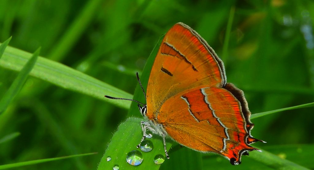 Pazik brzozowiec (Thecla betulae)