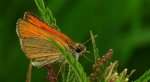 Karłątek leśny, karłątek ceglasty (Thymelicus sylvestris)