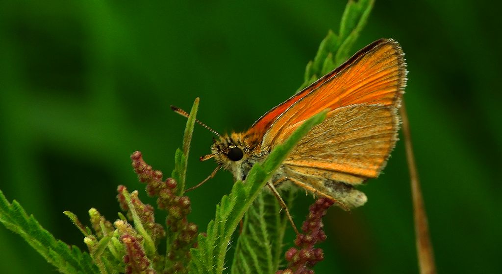 Karłątek leśny, karłątek ceglasty (Thymelicus sylvestris)