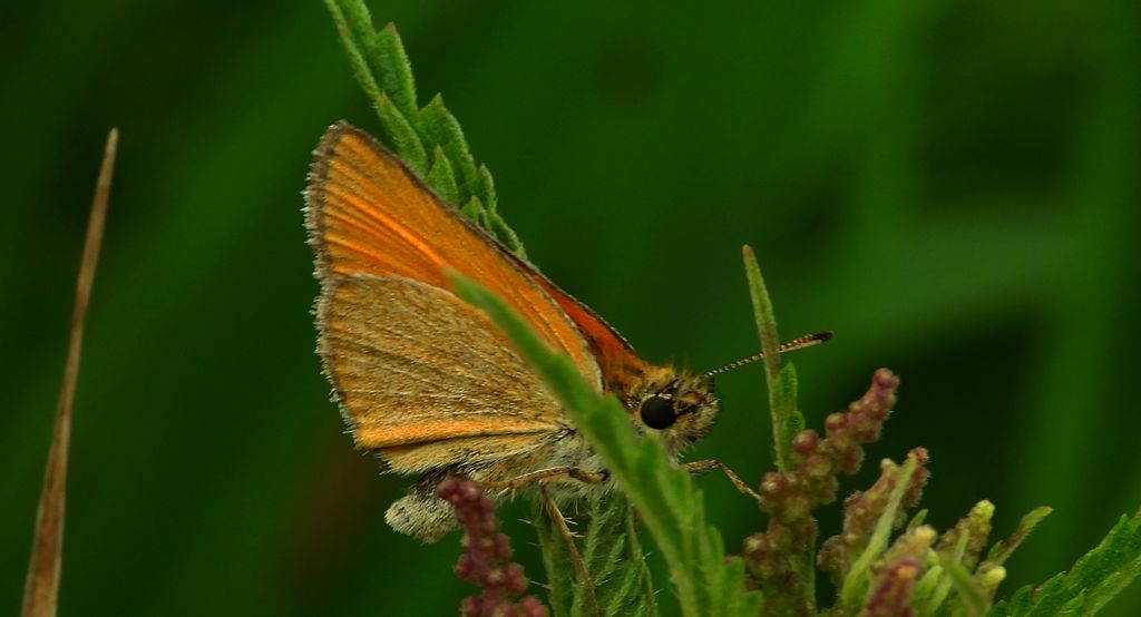 Karłątek leśny, karłątek ceglasty (Thymelicus sylvestris)