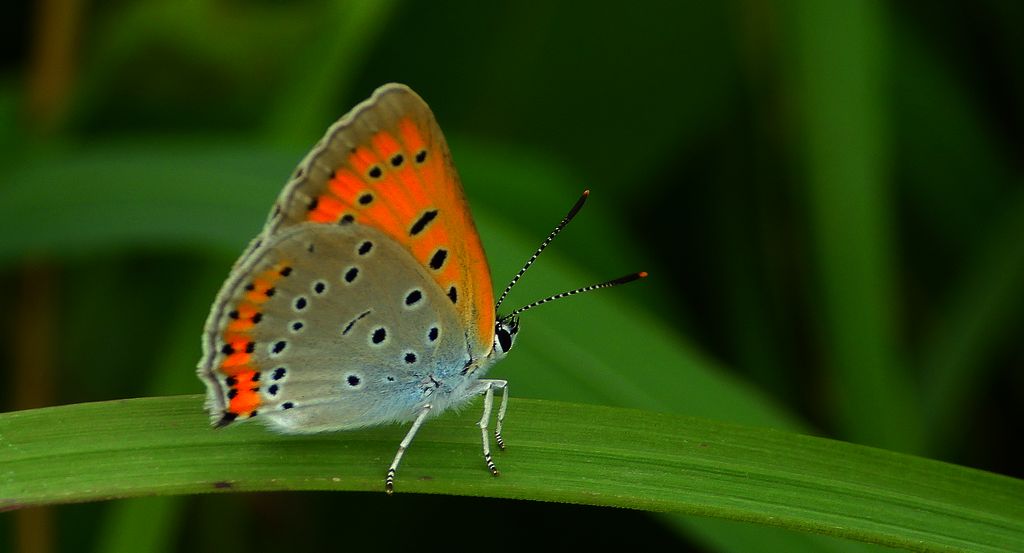 Czerwończyk nieparek (Lycaena dispar)