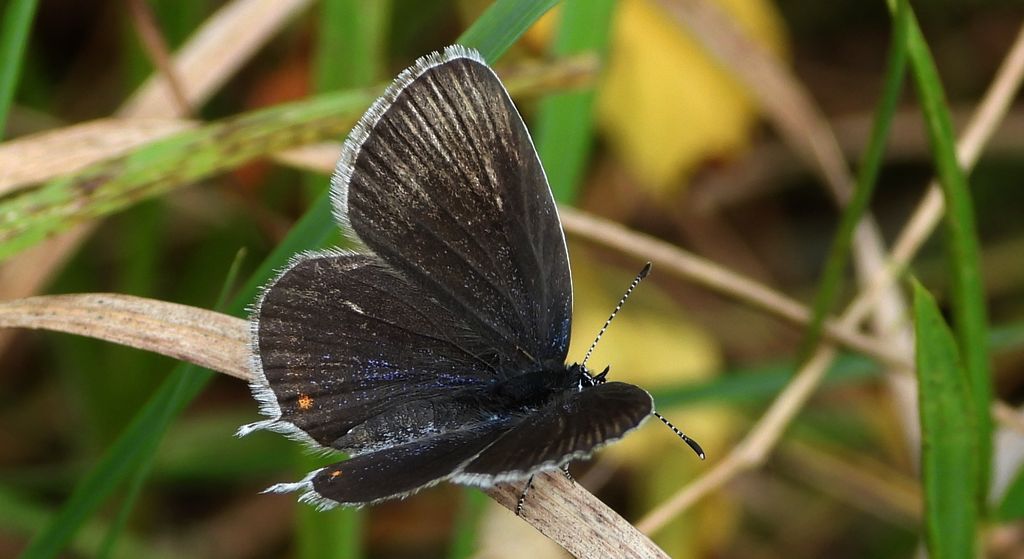 Modraszek argiades (Cupido argiades)