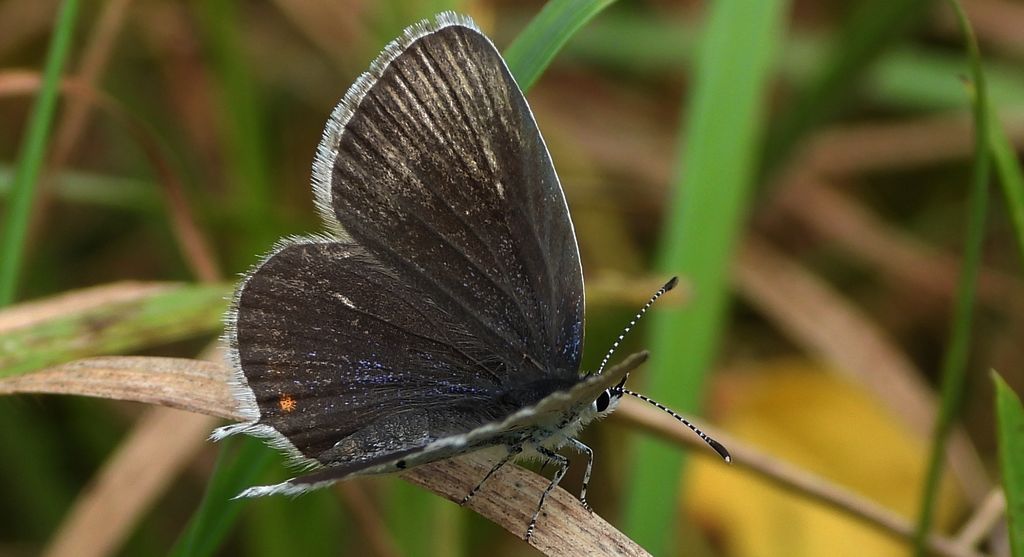 Modraszek argiades (Cupido argiades)