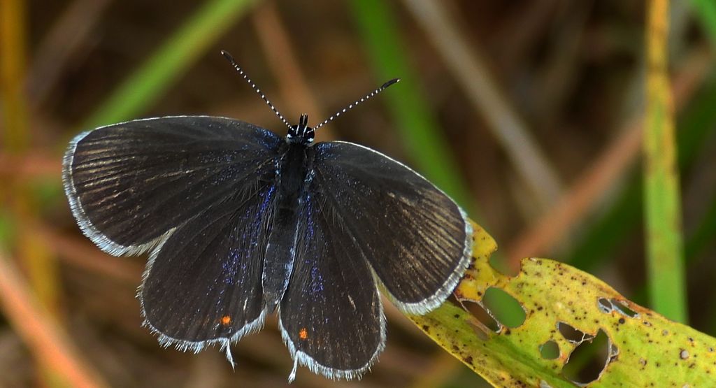 Modraszek argiades (Cupido argiades)
