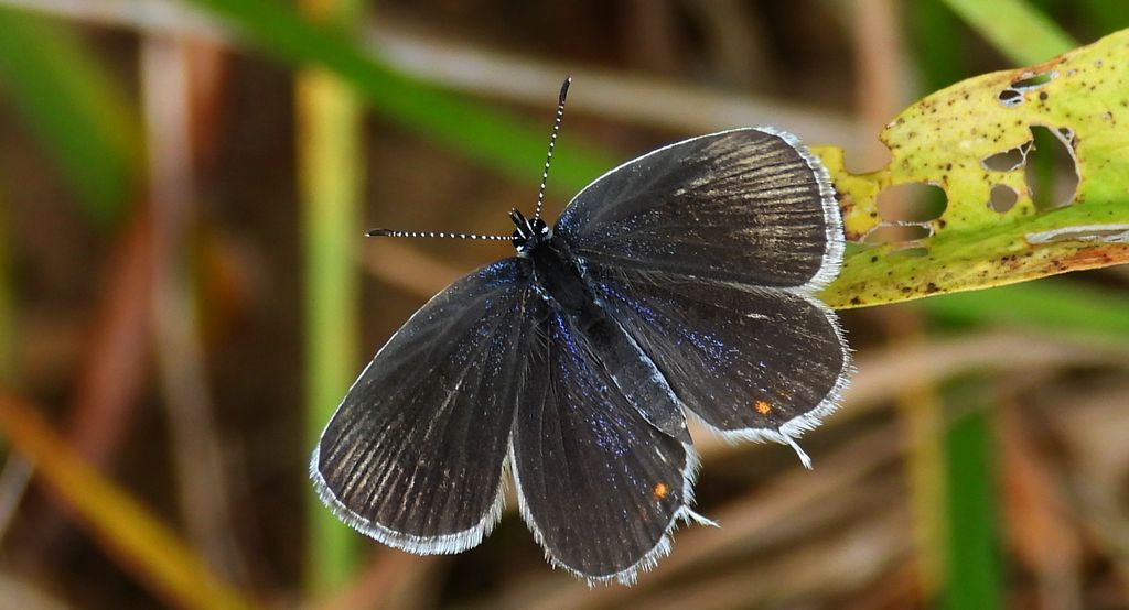 Modraszek argiades (Cupido argiades)