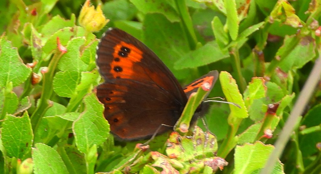 Górówka euriala (Erebia euryale)