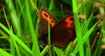 Górówka euriala (Erebia euryale)