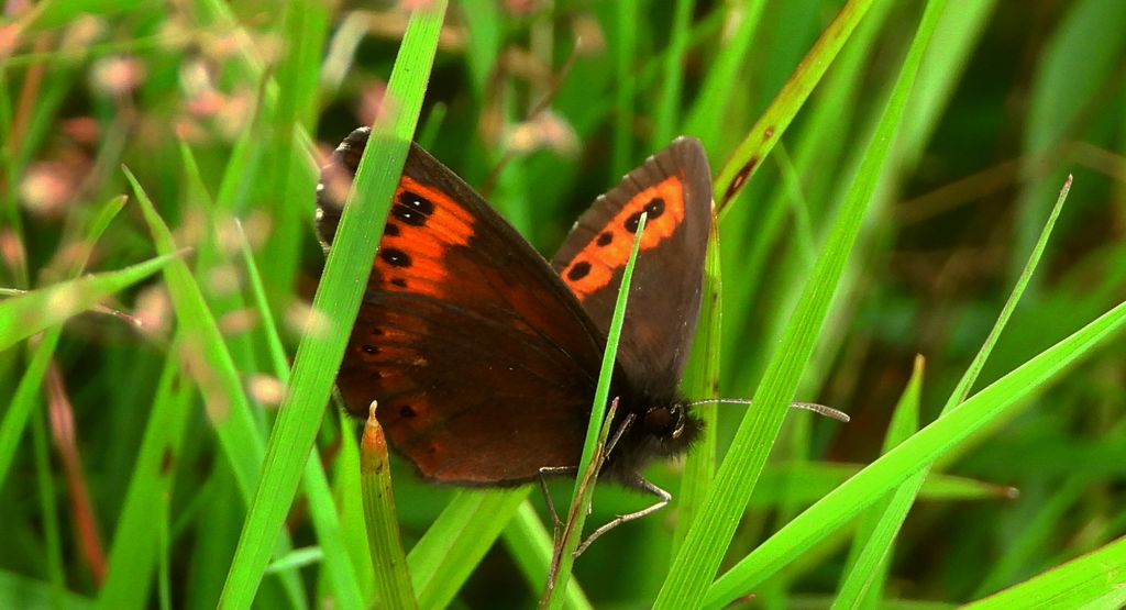 Górówka euriala (Erebia euryale)