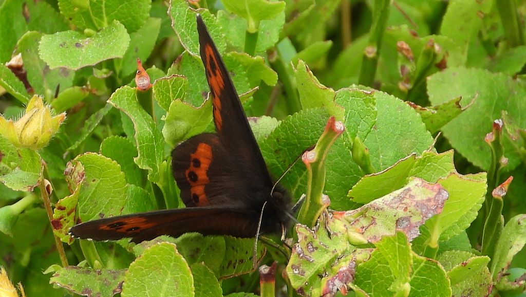 Górówka euriala (Erebia euryale)