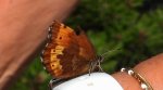 Górówka euriala (Erebia euryale)