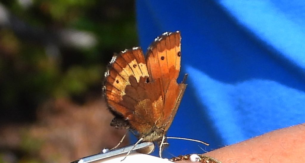 Górówka euriala (Erebia euryale)