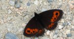 Górówka euriala (Erebia euryale)