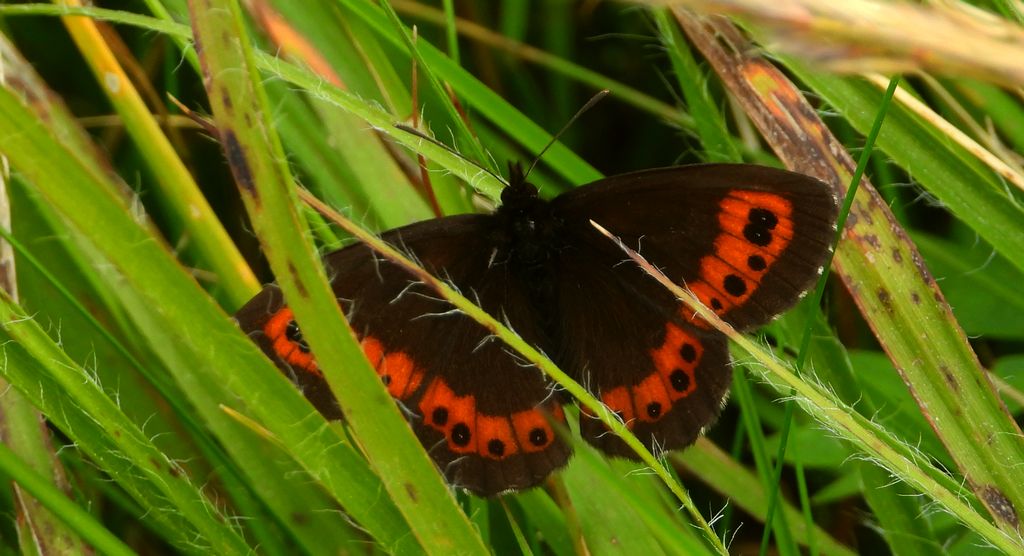 Górówka euriala (Erebia euryale)