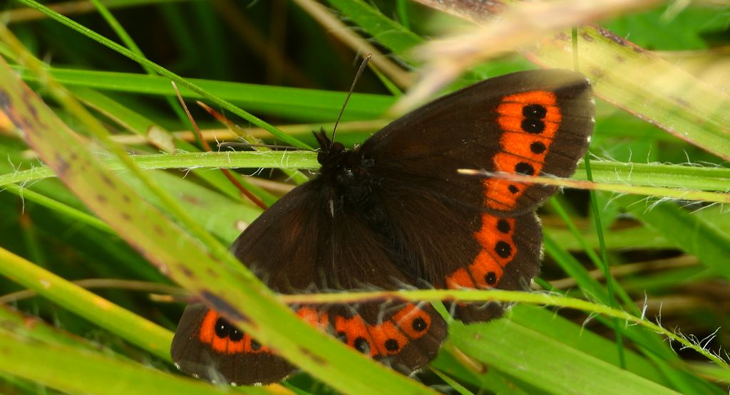 Górówka euriala (Erebia euryale)