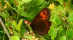 Górówka euriala (Erebia euryale)