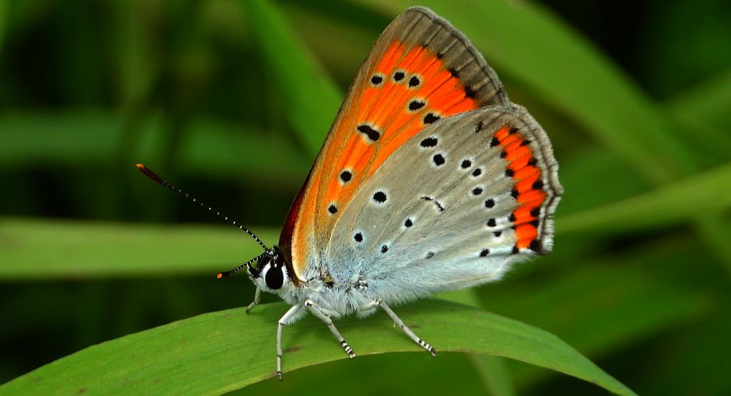 Czerwończyk nieparek (Lycaena dispar)