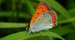 Czerwończyk nieparek (Lycaena dispar)