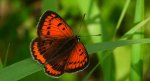 Czerwończyk nieparek (Lycaena dispar)