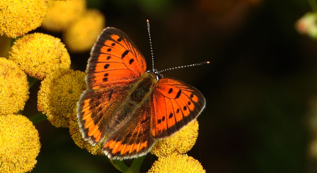 Czerwończyk nieparek (Lycaena dispar)