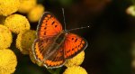Czerwończyk nieparek (Lycaena dispar)