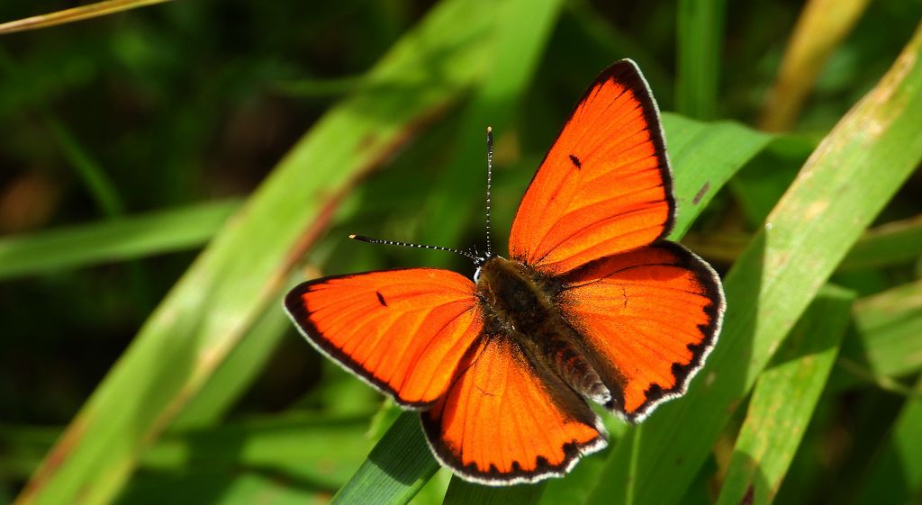 Czerwończyk nieparek (Lycaena dispar)