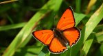 Czerwończyk nieparek (Lycaena dispar)