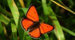 Czerwończyk nieparek (Lycaena dispar)