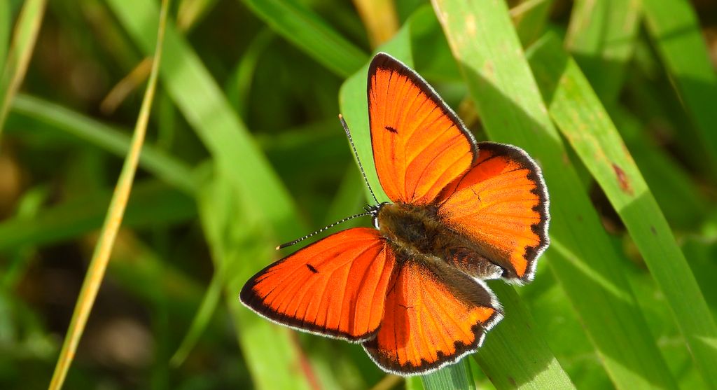 Czerwończyk nieparek (Lycaena dispar)