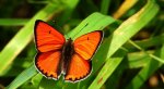 Czerwończyk nieparek (Lycaena dispar)