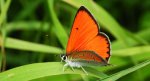 Czerwończyk nieparek (Lycaena dispar)