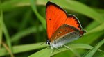 Czerwończyk nieparek (Lycaena dispar)