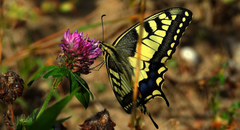 Paź królowej (Papilio machaon)