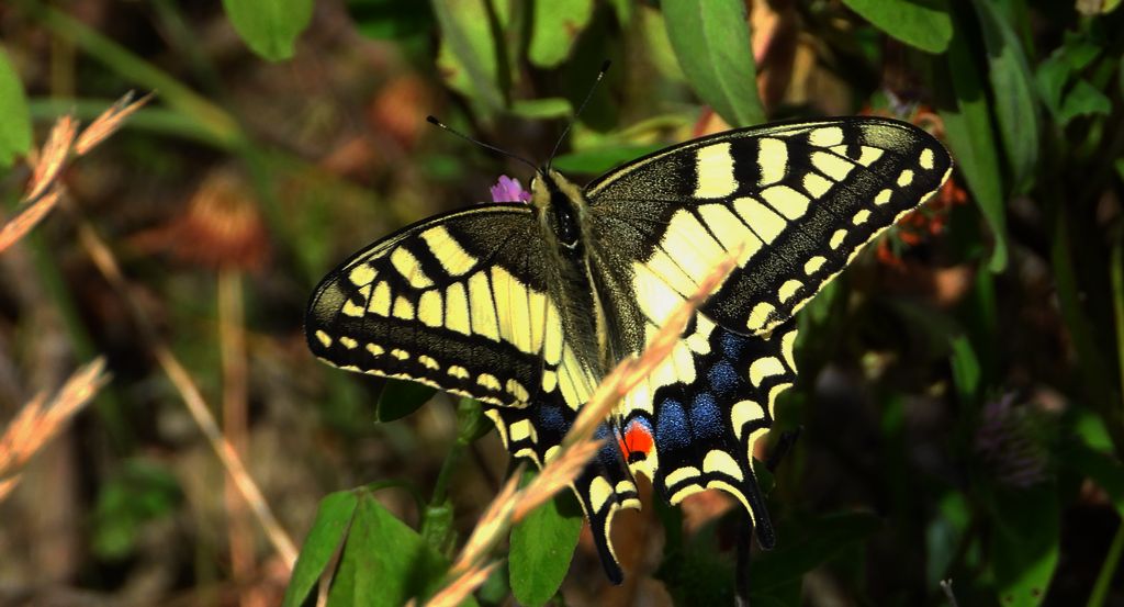Paź królowej (Papilio machaon)