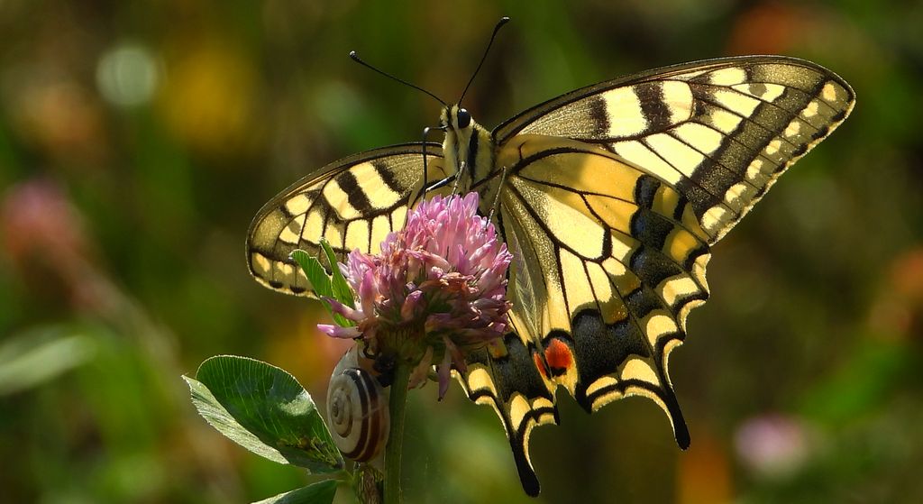 Paź królowej (Papilio machaon)