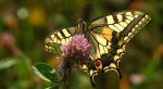 Paź królowej (Papilio machaon)