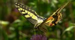Paź królowej (Papilio machaon)