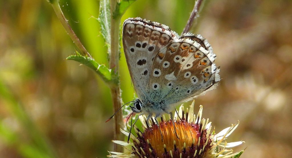 Modraszek korydon (Polyommatus coridon)
