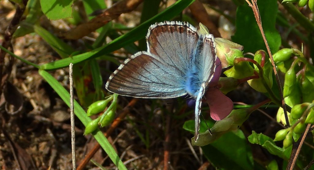 Modraszek korydon (Polyommatus coridon)