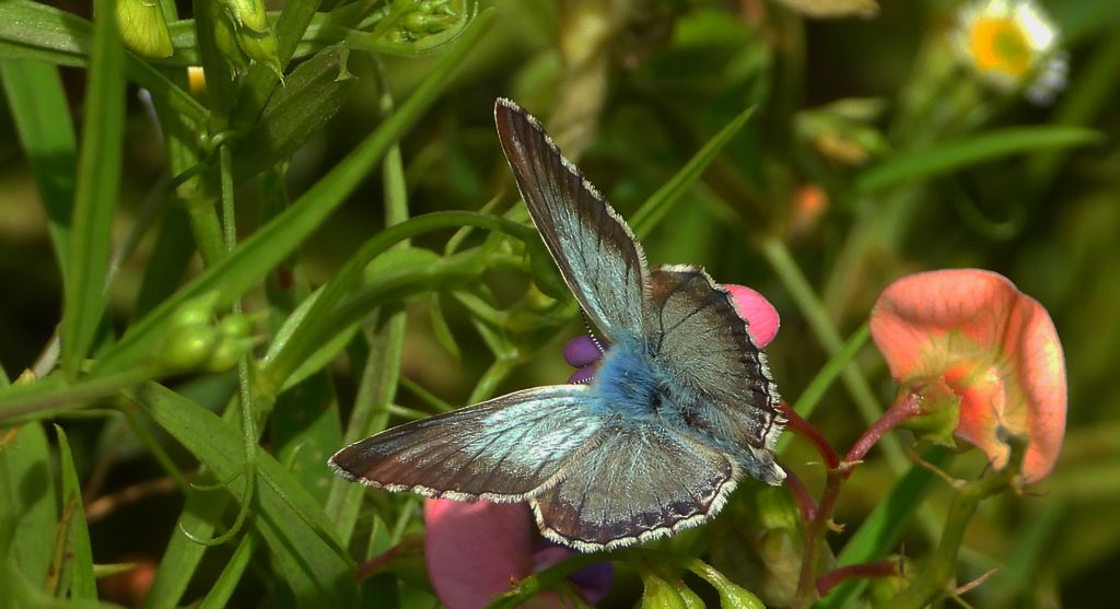 Modraszek korydon (Polyommatus coridon)