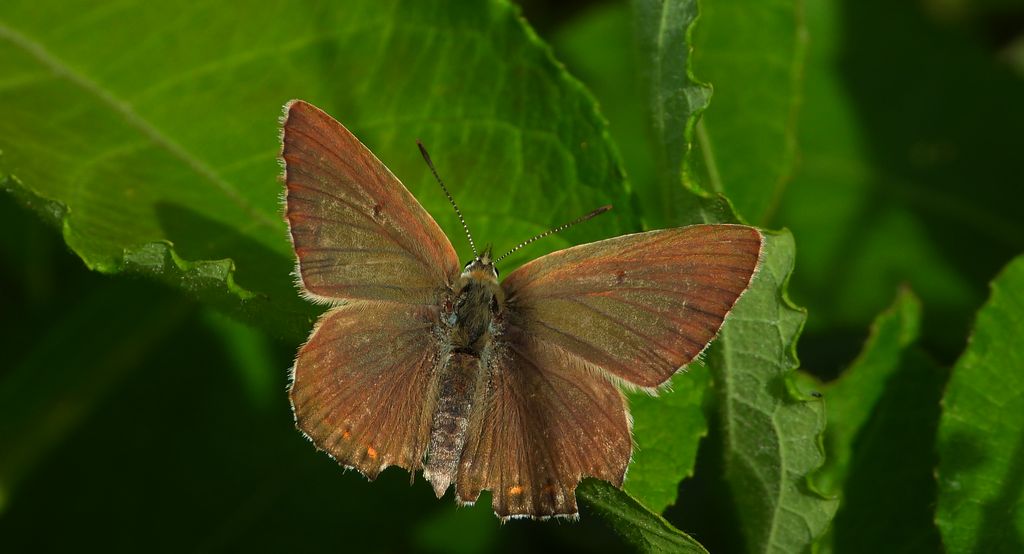 Modraszek korydon (Polyommatus coridon)