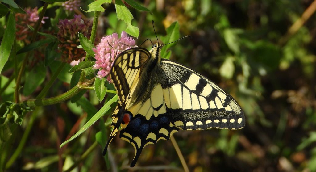 Paź królowej (Papilio machaon)