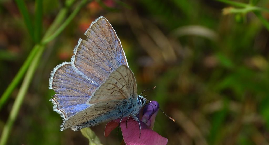Modraszek dafnid (Meleageria daphnis)