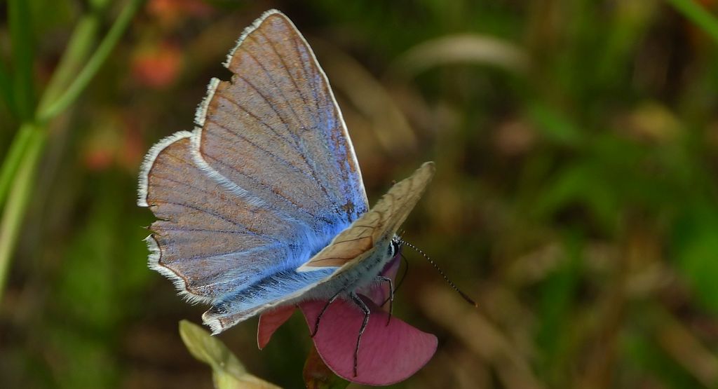 Modraszek dafnid (Meleageria daphnis)