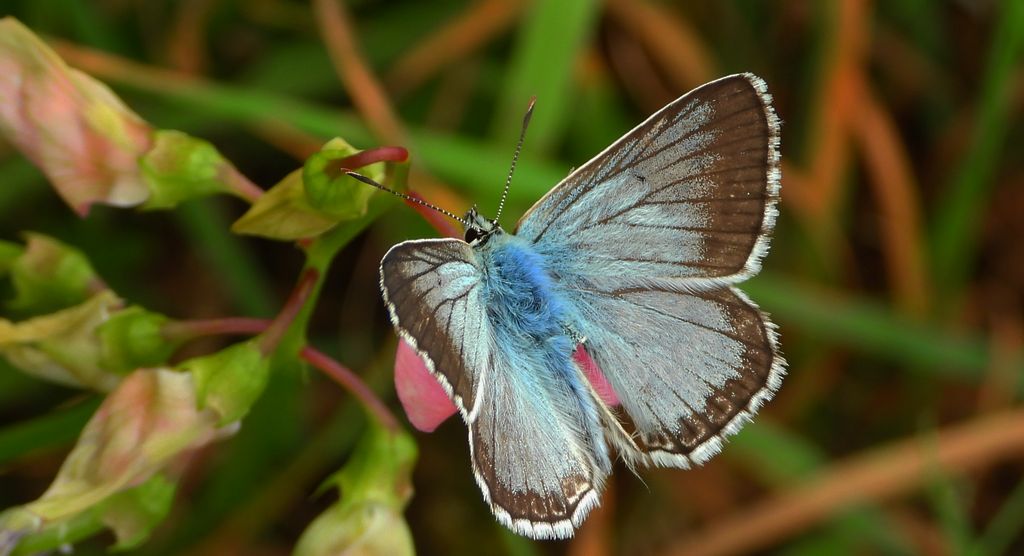 Modraszek korydon (Polyommatus coridon)