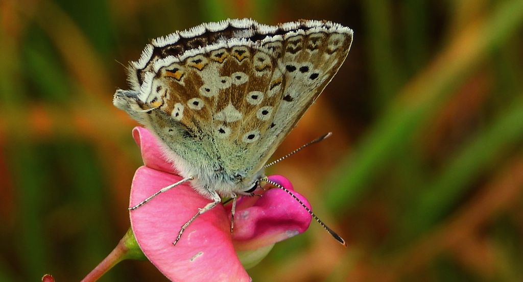 Modraszek korydon (Polyommatus coridon)
