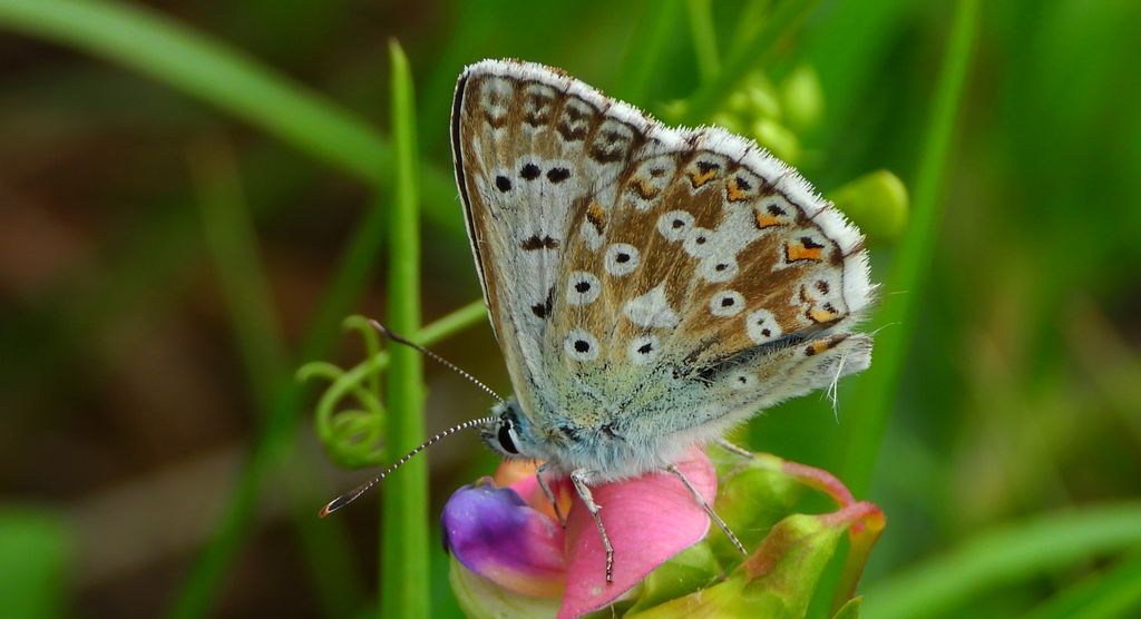 Modraszek korydon (Polyommatus coridon)