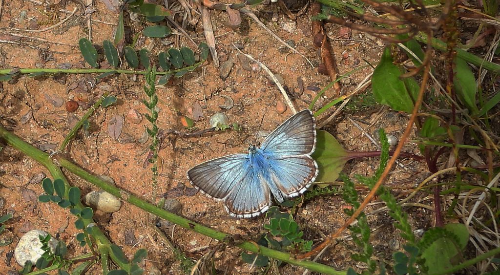 Modraszek korydon (Polyommatus coridon)