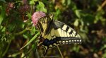 Paź królowej (Papilio machaon)